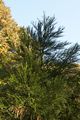 Sequoiadendron giganteum 00003 Mamutowiec olbrzymi